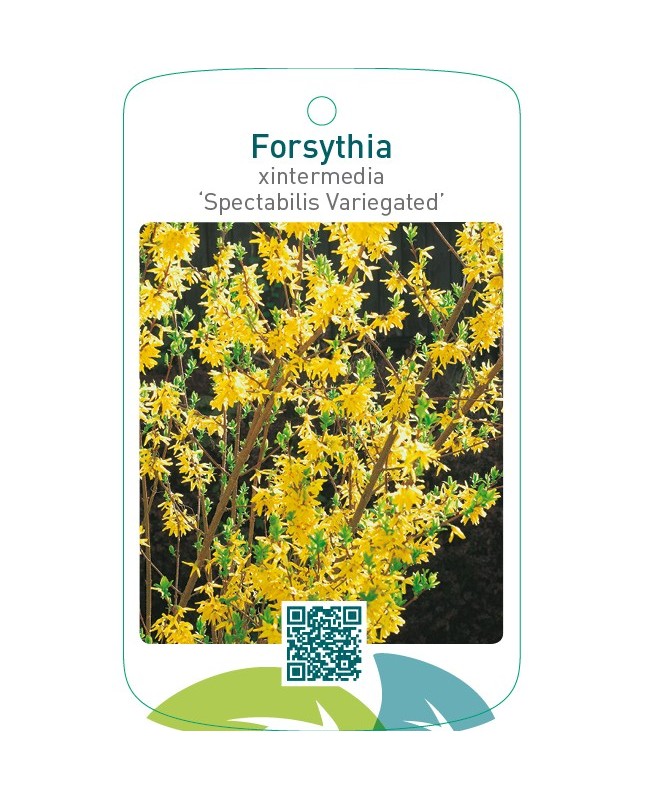 Forsythia xintermedia ‘Spectabilis Variegated’