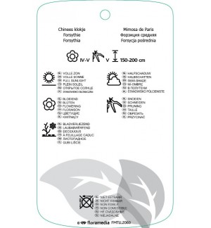 Etichette di Forsythia xintermedia ‘Spectabilis Variegated’ *