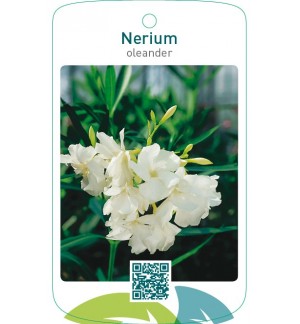 Nerium oleanderdubbel wit