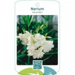 Nerium oleanderdubbel wit
