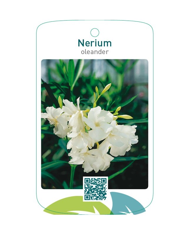 Nerium oleanderdubbel wit