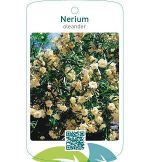 Nerium oleanderdubbel geel