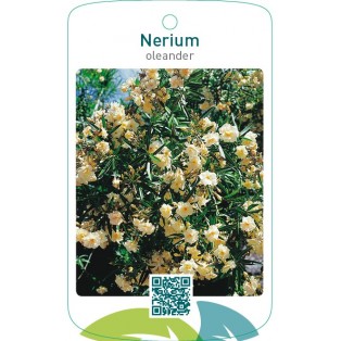 Nerium oleanderdubbel geel