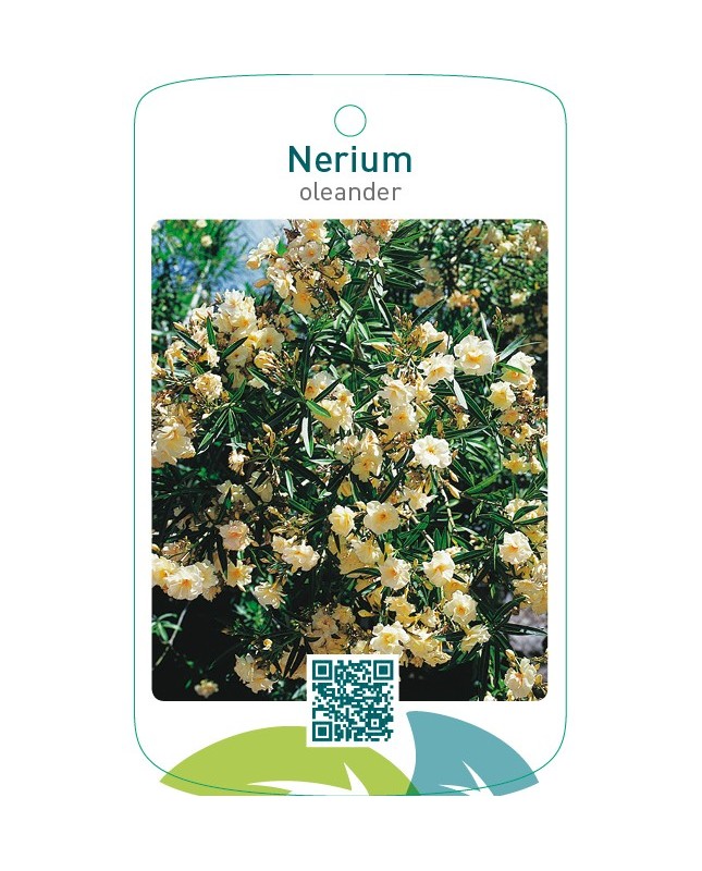 Nerium oleanderdubbel geel
