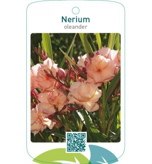 Nerium oleanderdubbel zalm