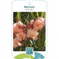 Nerium oleanderdubbel zalm