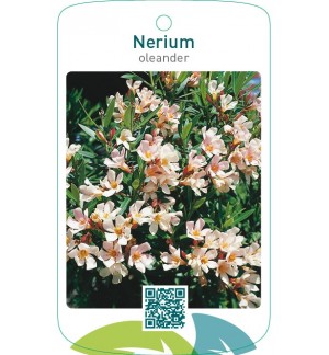 Nerium oleander enkel zalm