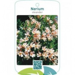 Nerium oleander enkel zalm
