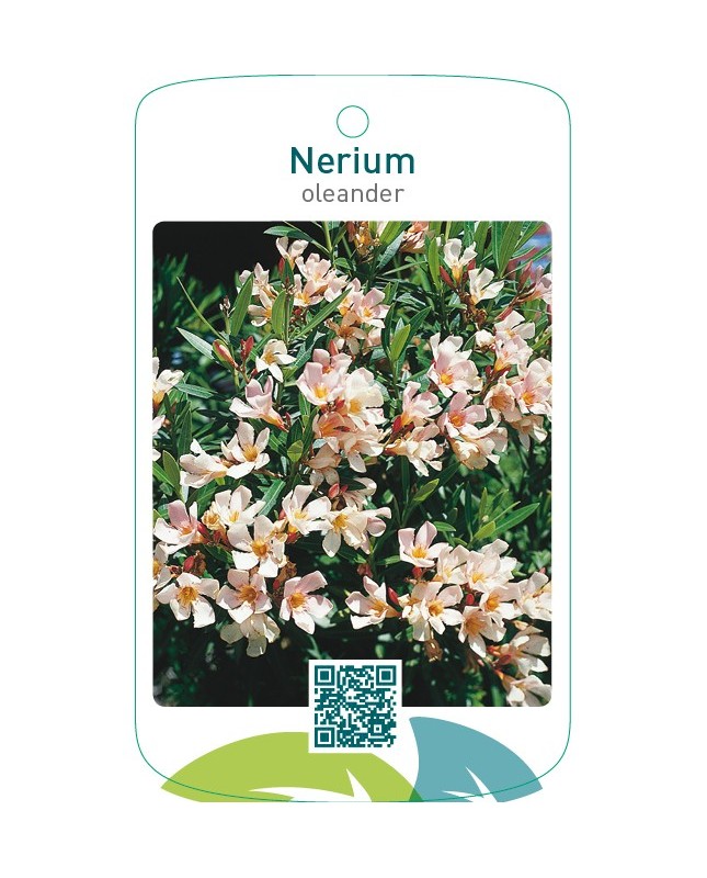 Nerium oleander enkel zalm
