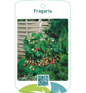 Fragaria(hanging basket)