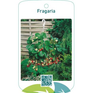 Fragaria(hanging basket)