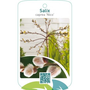 Salix caprea ‘Nico’