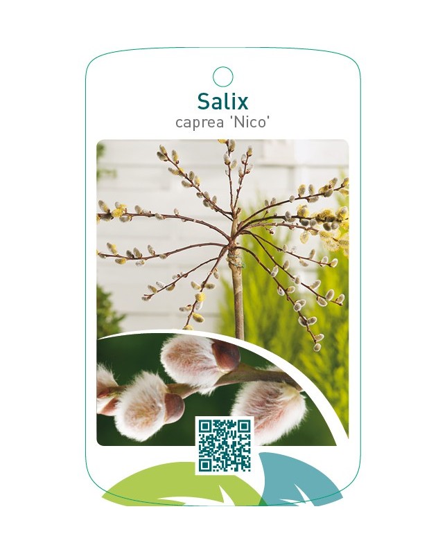 Salix caprea ‘Nico’