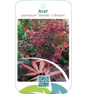 Acer palmatum ‘Skeeter`s Broom’