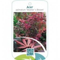 Acer palmatum ‘Skeeter`s Broom’