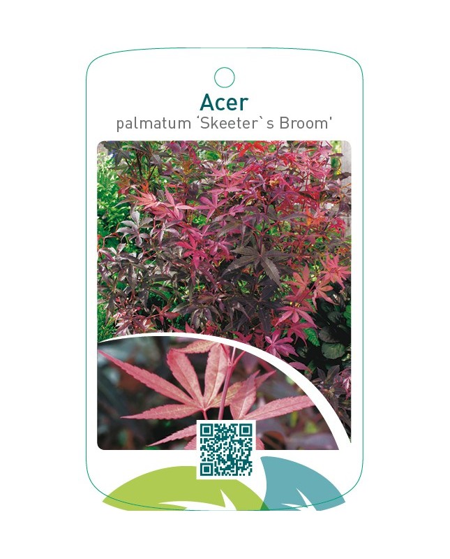 Acer palmatum ‘Skeeter`s Broom’
