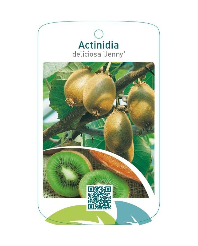 Actinidia deliciosa ‘Jenny’