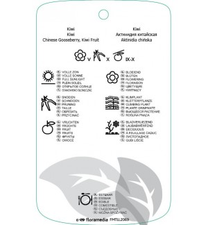 Etichette di Actinidia diliciosa ‘Jenny’ *