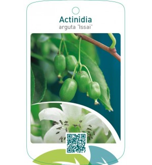 Actinidia arguta ‘Issai’