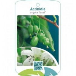 Actinidia arguta ‘Issai’