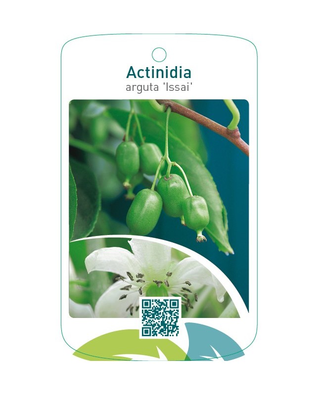 Actinidia arguta ‘Issai’