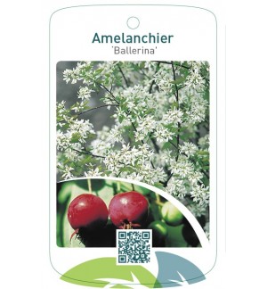 Amelanchier ‘Ballerina’