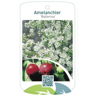 Amelanchier ‘Ballerina’