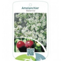 Amelanchier ‘Ballerina’