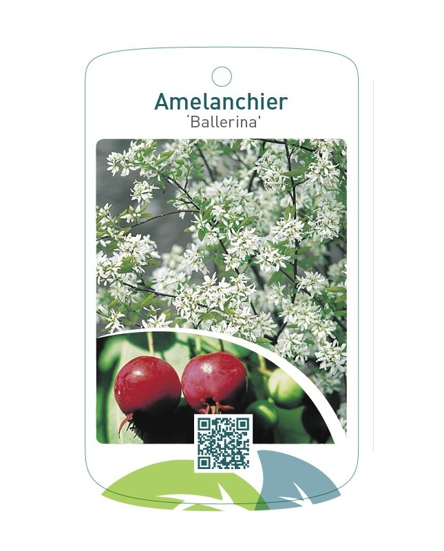 Amelanchier ‘Ballerina’