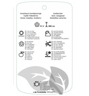 Etichette di Amelanchier ‘Ballerina’ *