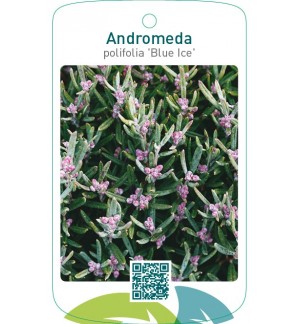 Andromeda polifolia ‘Blue Ice’