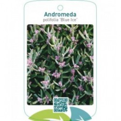Andromeda polifolia ‘Blue Ice’