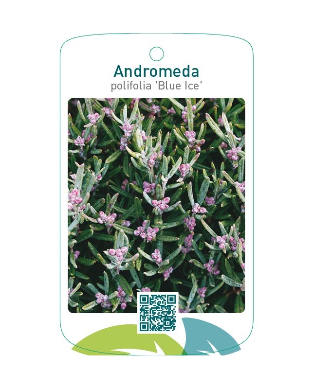 Andromeda polifolia ‘Blue Ice’