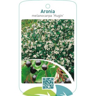 Aronia melanocarpa ‘Hugin’