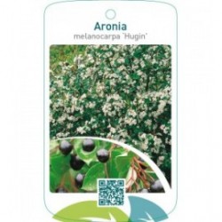 Aronia melanocarpa ‘Hugin’