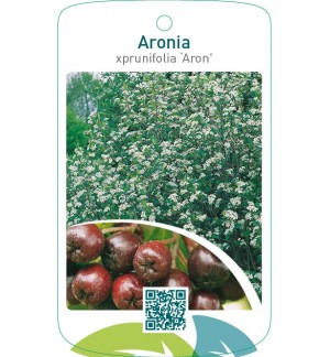 Aronia prunifolia ‘Aron’