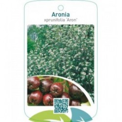 Aronia prunifolia ‘Aron’