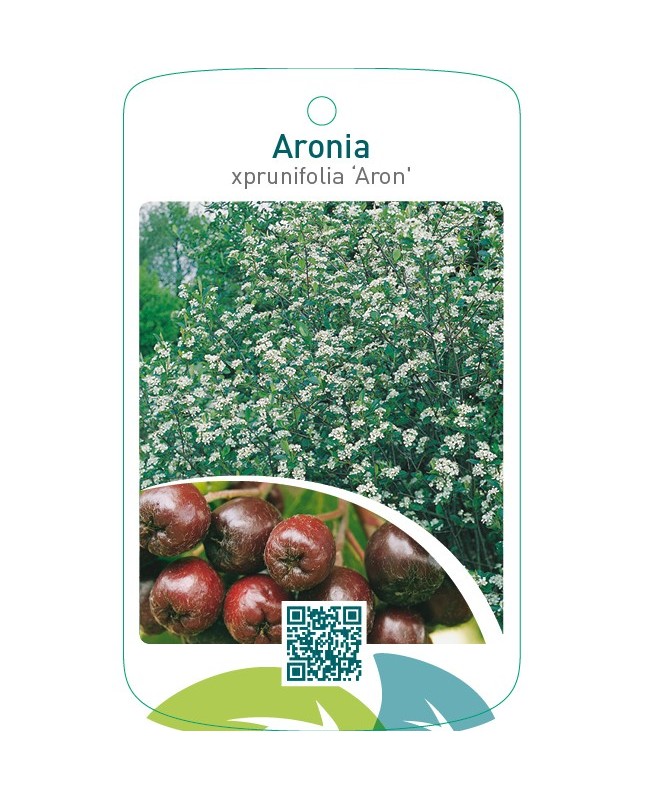 Aronia prunifolia ‘Aron’