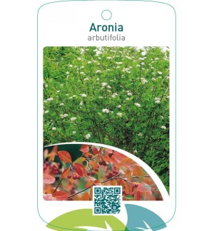 Aronia arbutifolia