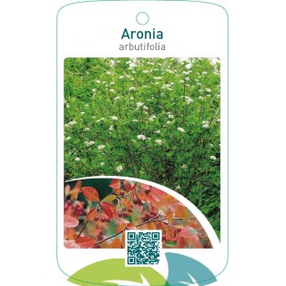 Aronia arbutifolia
