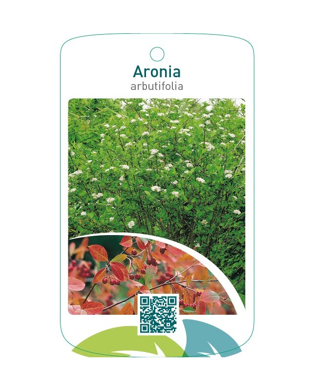 Aronia arbutifolia