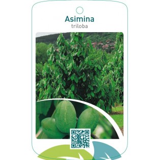 Asimina triloba