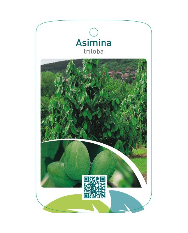 Asimina triloba
