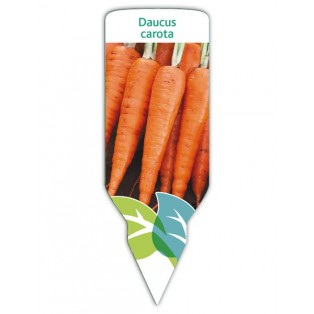 Zanahoria (Daucus carota)