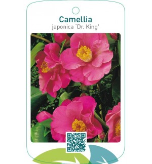 Camellia japonica ‘Dr. King’