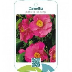 Camellia japonica ‘Dr. King’