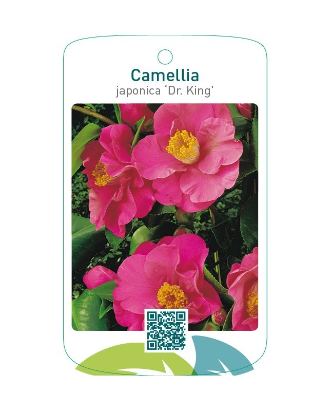 Camellia japonica ‘Dr. King’