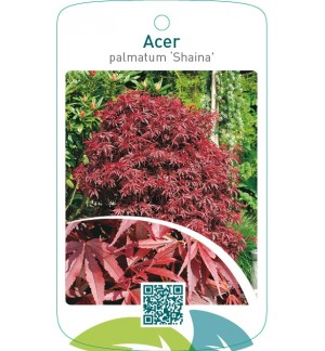 Acer palmatum ‘Shaina’