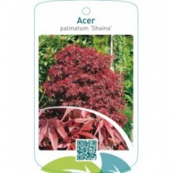 Acer palmatum ‘Shaina’