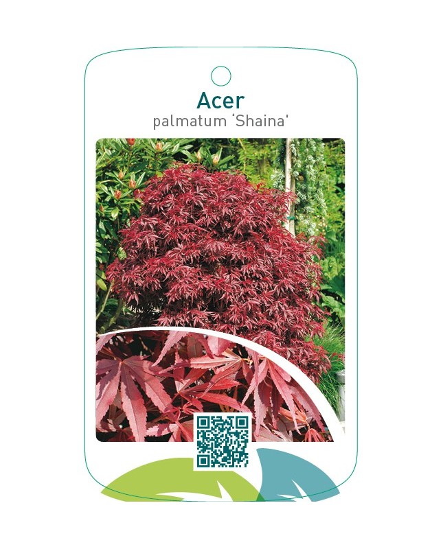 Acer palmatum ‘Shaina’
